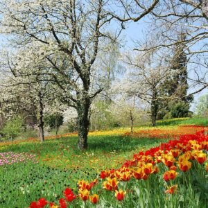 Winterharde tulp in schaduwrijke omgeving in bloei.