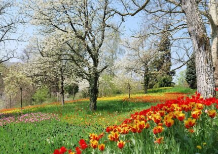 Winterharde tulp in schaduwrijke omgeving in bloei.
