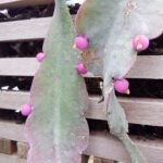 Rhipsalis russellii cactus plant with red fruit and spiky stems.