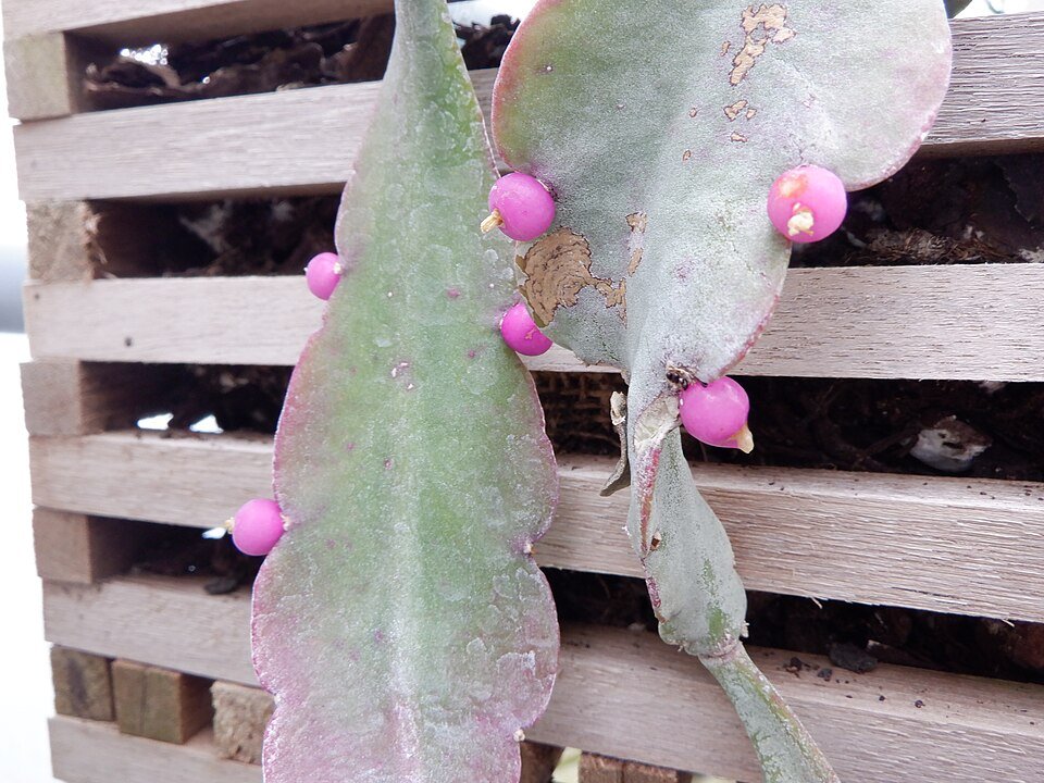 Rhipsalis russellii cactus plant with red fruit and spiky stems.