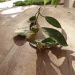 Fruit van Lagunaria boom met harige zaden op bladeren.