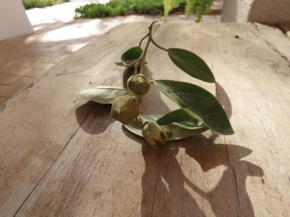 Fruit van Lagunaria boom met harige zaden op bladeren.