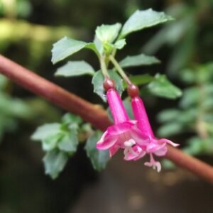 Fuchsia microphylla bloem in heldere roze kleur met groene bladeren.