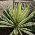 Groene plant met witte strepen, Furcraea foetida mediopicta, in pot.