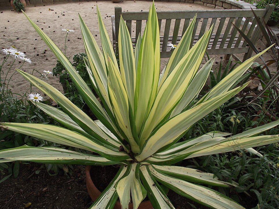Groene plant met witte strepen, Furcraea foetida mediopicta, in pot.
