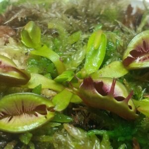 Dionaea muscipula 'Fused Tooth' plant met groene bladeren op neutrale achtergrond.