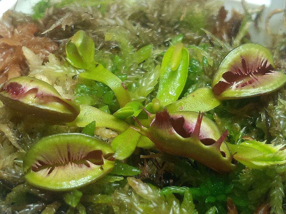 Dionaea muscipula 'Fused Tooth' plant met groene bladeren op neutrale achtergrond.