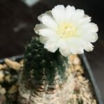 Bloeiende Gymnocalycium uebelmannianum cactus in roze pot.