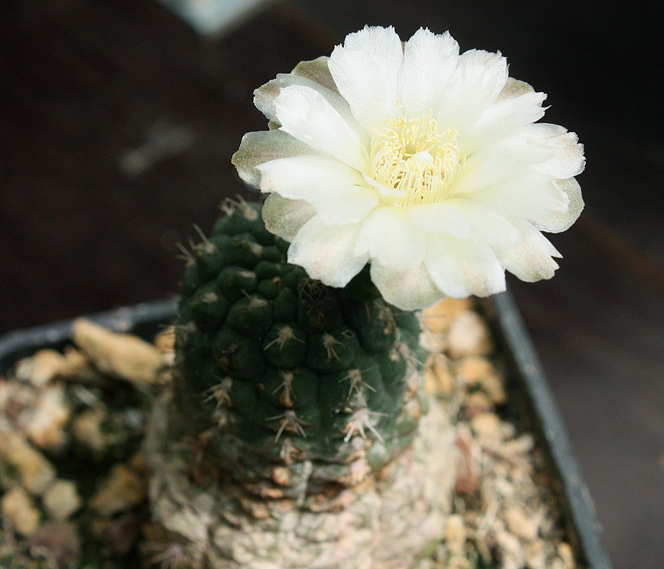 Bloeiende Gymnocalycium uebelmannianum cactus in roze pot.