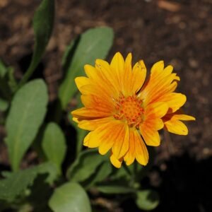 Gaillardia aristata bloemen in oranje en gele kleuren.