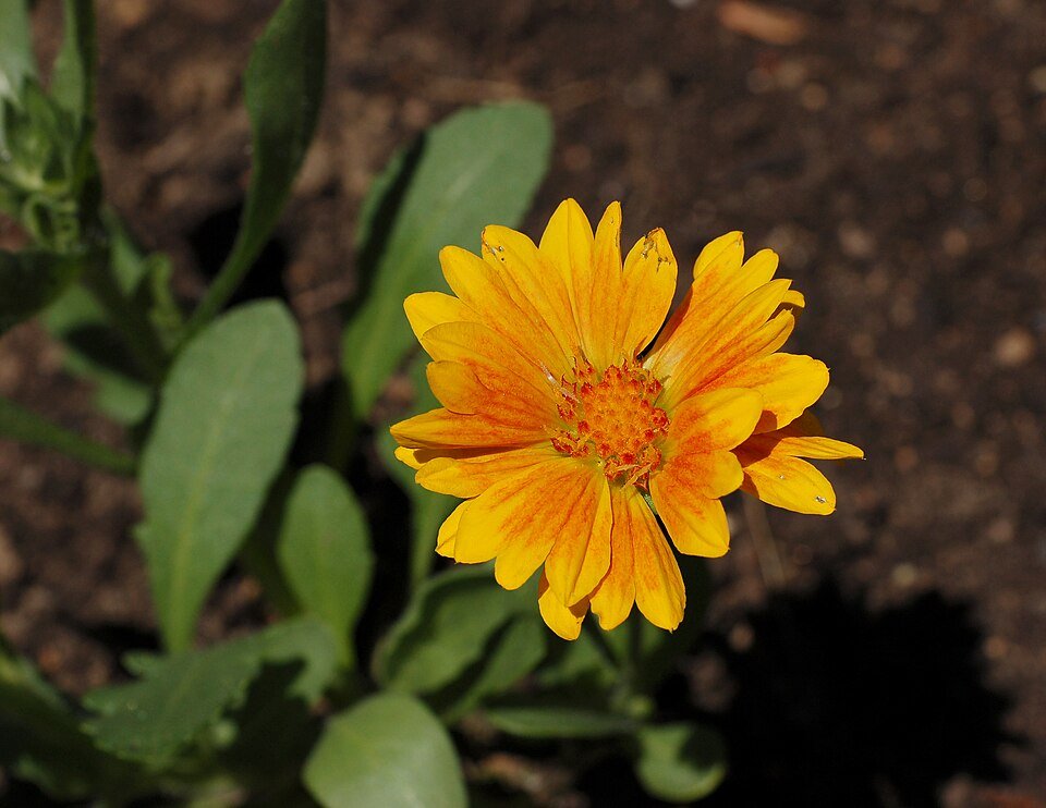 Gaillardia aristata bloemen in oranje en gele kleuren.