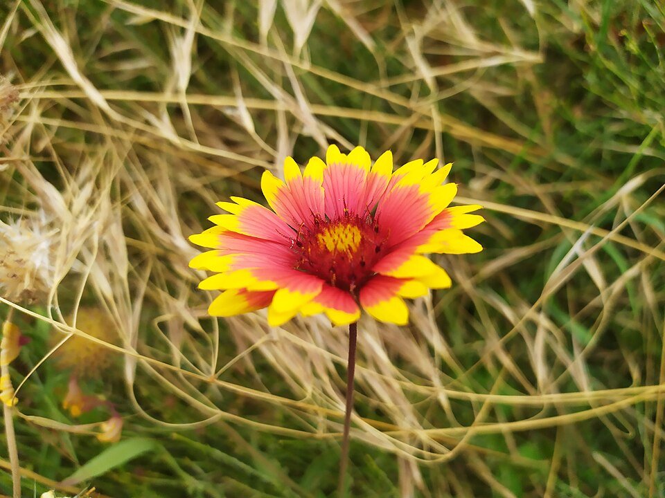 Gaillardia pulchella bloemen in rood en geel met groen blad.