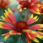 Gaillardia 'Arizona Sun' bloemen in zonovergoten kleuren.