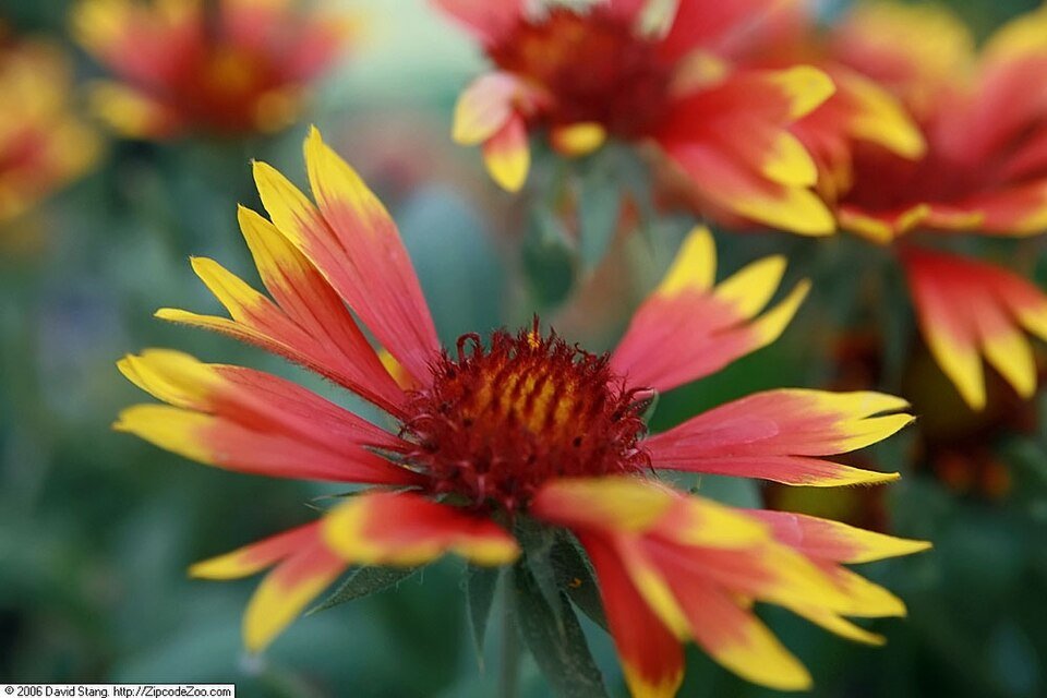 Gaillardia 'Arizona Sun' bloemen in zonovergoten kleuren.