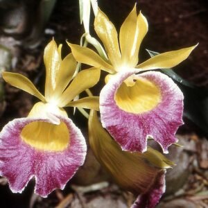 Bloeiende Galeandra batemanii orchidee met paarse bloemen en groene bladeren.