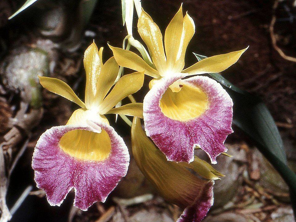 Bloeiende Galeandra batemanii orchidee met paarse bloemen en groene bladeren.