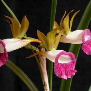 Pink and dark pink Galeandra minax orchid flower with elongated leaves.
