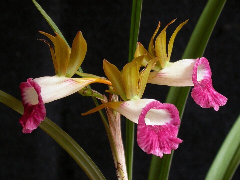 Pink and dark pink Galeandra minax orchid flower with elongated leaves.