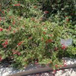Gambelia speciosa bloemen in Manhattan Beach Botanical Garden.