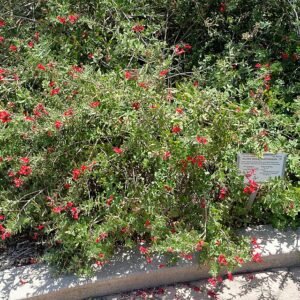 Gambelia speciosa bloemen in Manhattan Beach Botanical Garden.