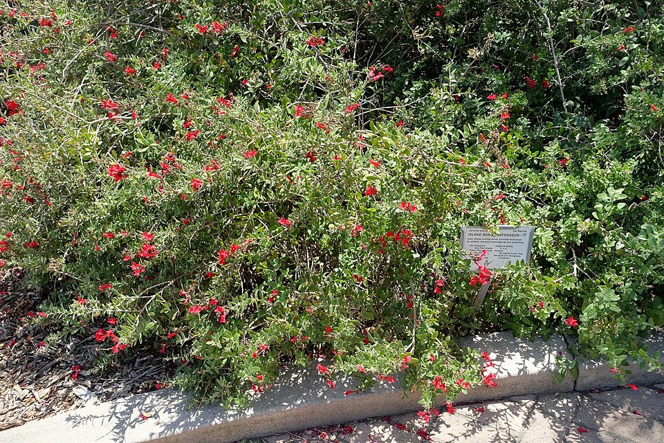 Gambelia speciosa bloemen in Manhattan Beach Botanical Garden.