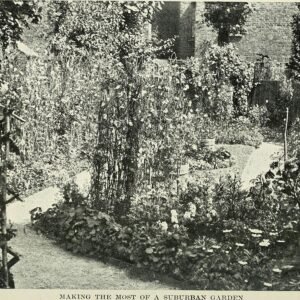 Blauwe Nemesia caerulea bloemen in een tuinplanning en -planting.