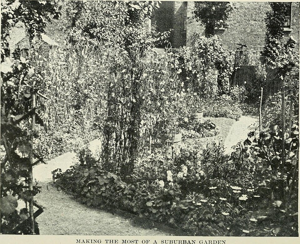 Blauwe Nemesia caerulea bloemen in een tuinplanning en -planting.