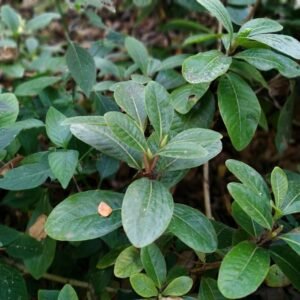 Gardenia scabrella plant met groene bladeren en delicate witte bloemen.