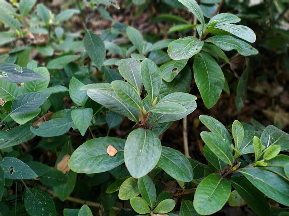 Gardenia scabrella plant met groene bladeren en delicate witte bloemen.