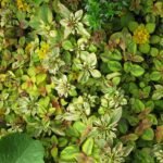 Lysimachia congestiflora plant met gele bloemen en groen blad.