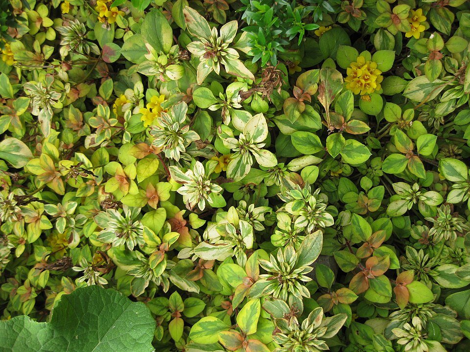 Lysimachia congestiflora plant met gele bloemen en groen blad.