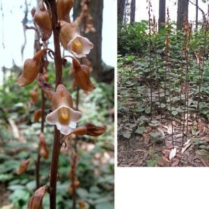Gastrodia procera met paarse bloemtrossen - botanische orchidee.