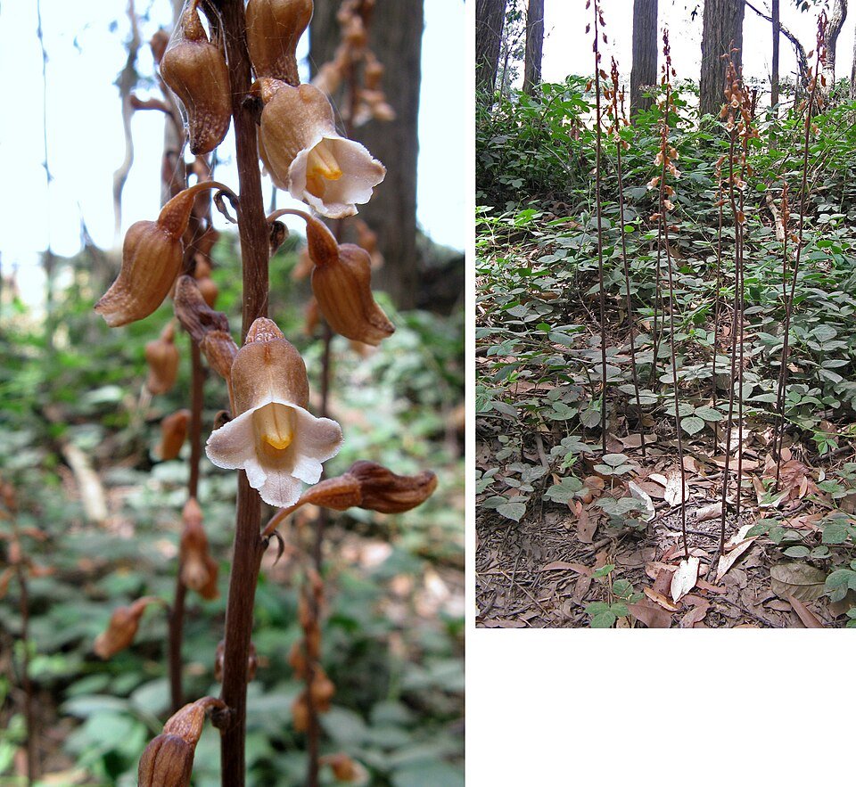 Gastrodia procera met paarse bloemtrossen - botanische orchidee.