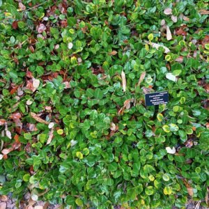 Bloeiende Gastrolobium minus plant in UC Santa Cruz Arboretum.