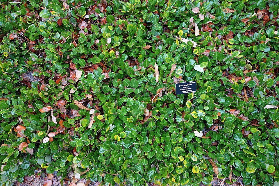 Bloeiende Gastrolobium minus plant in UC Santa Cruz Arboretum.