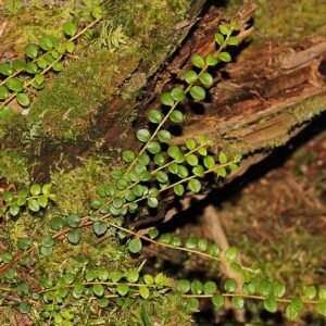 Gaultheria hispidula plant met rode bessen op bosbodem.