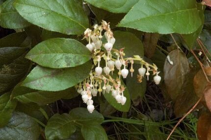 Gaultheria shallon plant met glanzende groene bladeren en rode bessen.