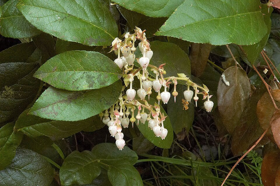 Gaultheria shallon plant met glanzende groene bladeren en rode bessen.