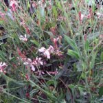 Roze Gaura bloemen op een zonnige dag.