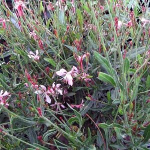Roze Gaura bloemen op een zonnige dag.
