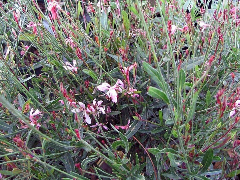 Roze Gaura bloemen op een zonnige dag.