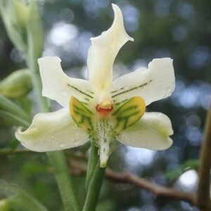 Gavilea araucana orchidee in natuurlijke omgeving.