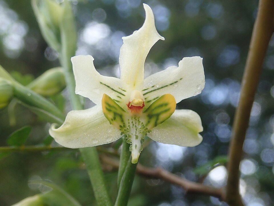 Gavilea araucana orchidee in natuurlijke omgeving.