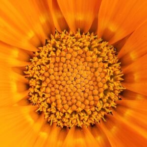 Gazania bloemen in roze en gele tinten met groen blad.