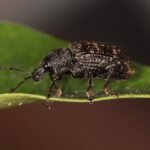Close-up van Gegroefde lapsnuitkever op groen blad.