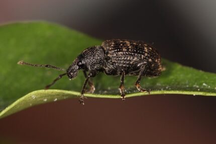 Close-up van Gegroefde lapsnuitkever op groen blad.
