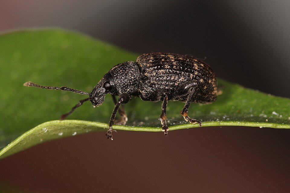 Close-up van Gegroefde lapsnuitkever op groen blad.