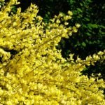 Bloeiende Genista struik in Stenkyrka, Gotland.