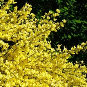 Bloeiende Genista struik in Stenkyrka, Gotland.