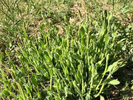 Pijlbrem plant met pijlvormige bladeren en gele bloemen op kalkrijke grond.